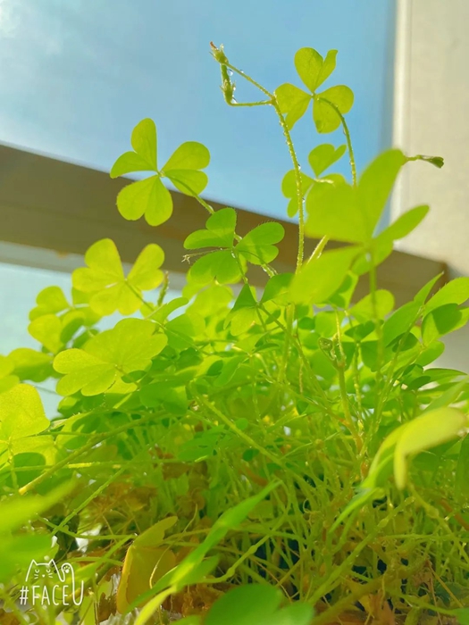 香港铁算一码大公开